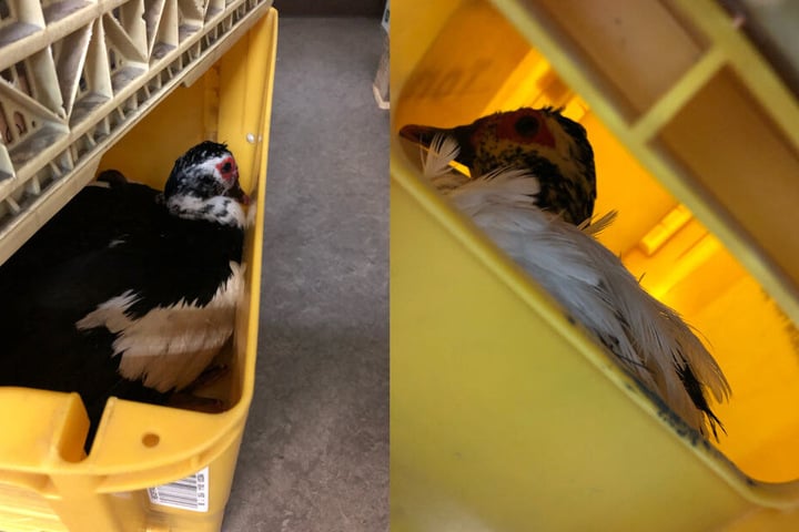 Per Transportbox ging es dann zu einer Tierschutzstation.