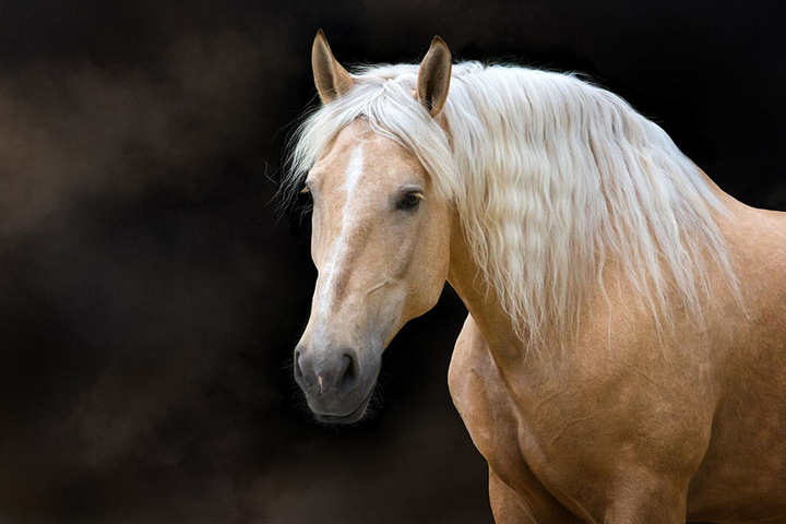 Warum das Pferd letztlich erschrocken ist, ist bislang noch nicht klar. (Symbolbild).