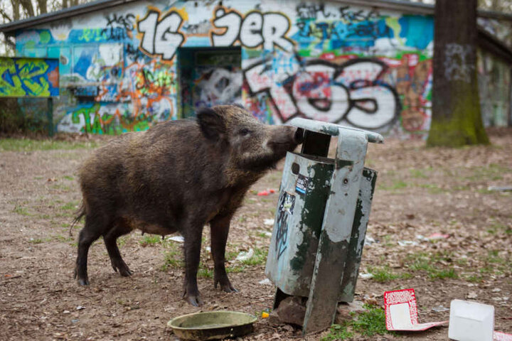 Ein Wildschwein bei der Futtersuche in Berlin-Tegel. (Archivbild)