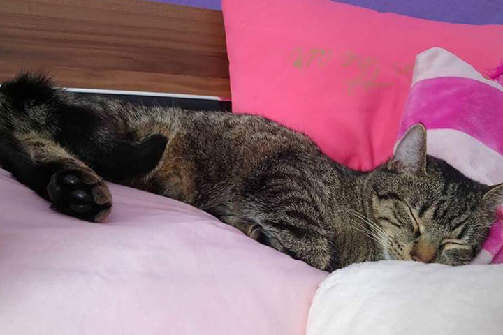 Da war noch alles gut: Ein Foto von Kater Toni aus besseren Tagen.
