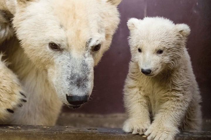 Eisbär-Mutter Tonja und der kleine Eisbär Fritz.