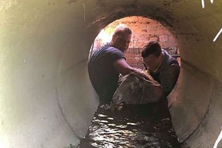 ...um es dann mit viel Kraft aus dem Wasser zu hieven.