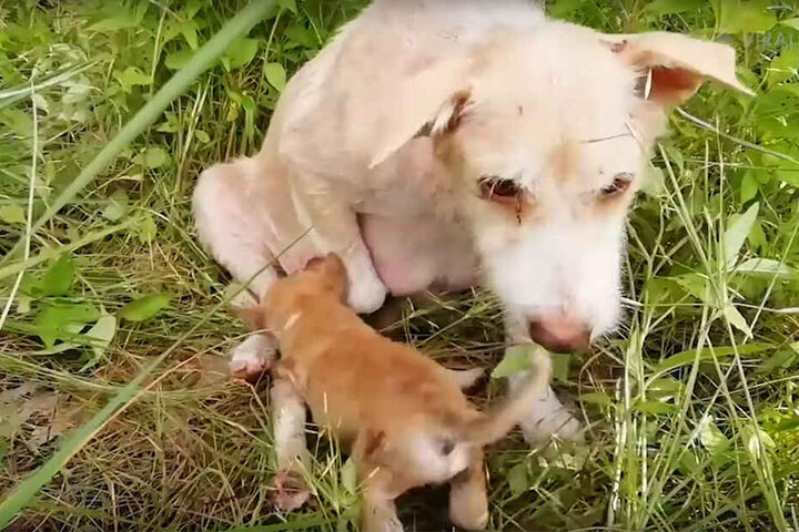 Mama stellte sofort ihre Milch zur Verfügung.