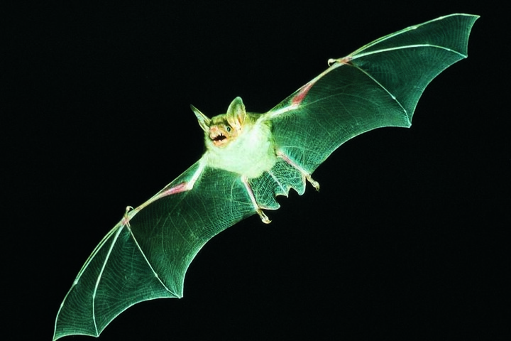 Am 24. August ist die "Internationale Batnight".