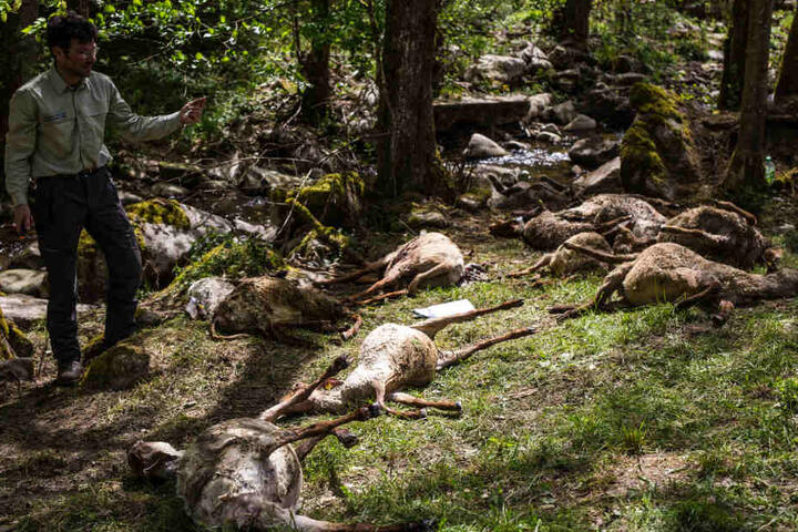 Nicht alle Tiere wurden durch den Wolf getötet. Einige ertranken in einem Fluss.