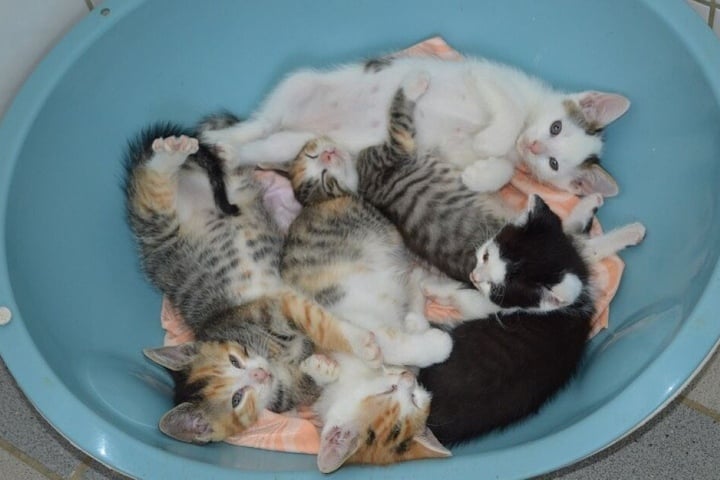 Täglich bekommt das Tierheim mehrere kleine Kätzchen.