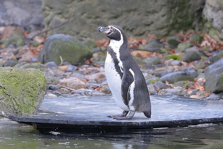 Da staunte sogar der Pinguin ...