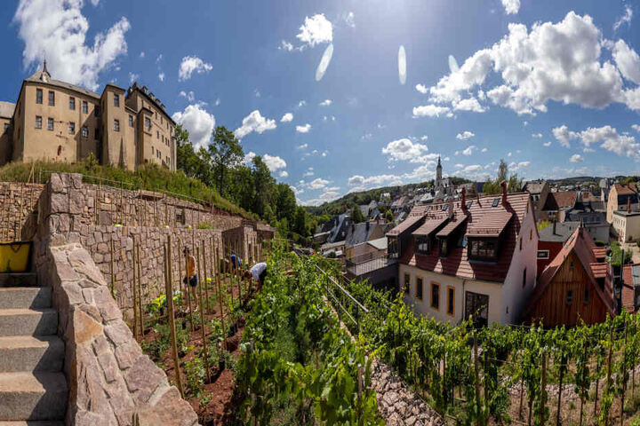 Am Fuße von Schloss Lichtenstein wurden die Terrassen des historischen Weinbergs restauriert. Die Trockenmauern speichern die nötige Wärme.