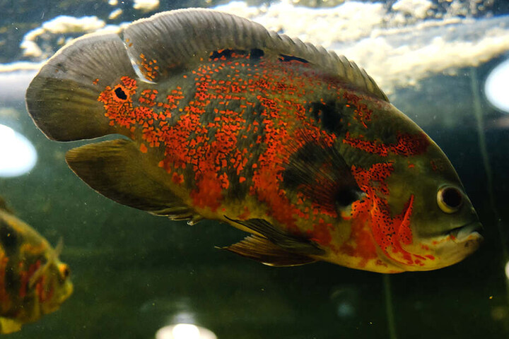 Der Oskarfisch fühlt sich in Süßgewässern am heimischsten.