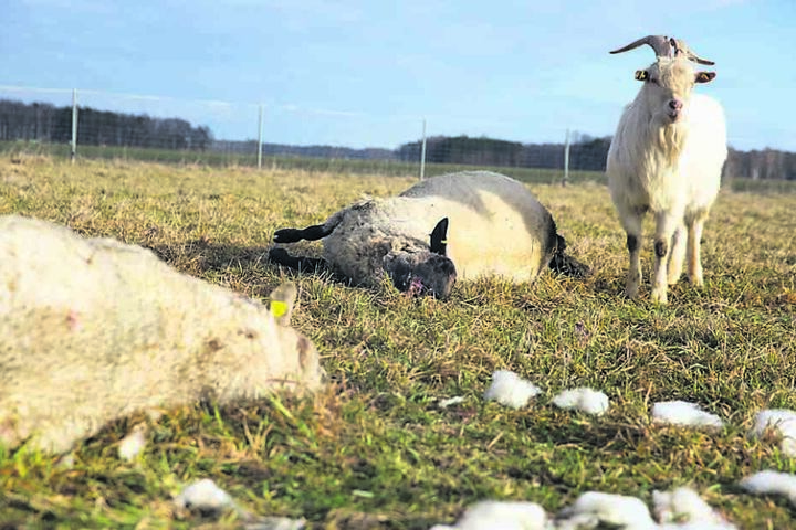 Der Ziegenbock überlebte den Angriff, er konnte fliehen. Sechs Schafe hatten nicht so viel Glück.