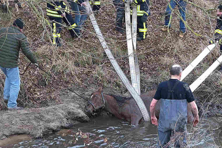 Mit Feuerwehrschläuchen konnte das Tier geborgen werden.