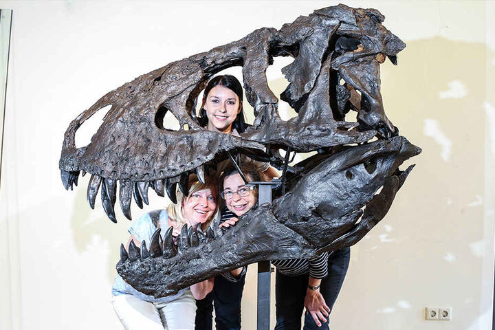 Hinter dem Schädel von T. rex Tristan können sich viele kluge Köpfe verstecken, z.B. die Museums-Mitarbeiter Carolin Brinner (29, o.), Sabine Dittrich (45, u.l.) und Cornelia Wiesener (55).
