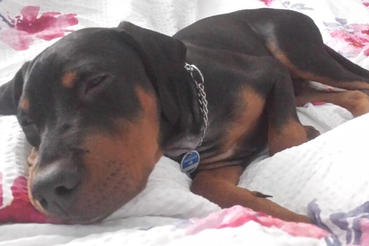 Der junge Hund ist erst wenige Wochen alt.