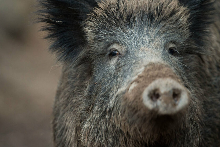 Wildschweine sind vor allem in der Dämmerung aktiv.