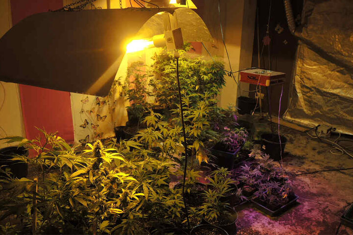 Ein Zeuge hatte der Polizei gemeldet, dass sich Cannabispflanzen in dem Haus befänden.