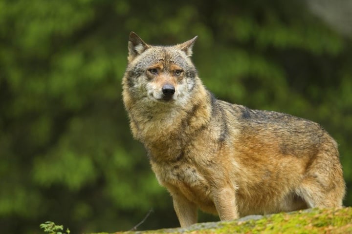 Der Wolf zurück im Erzgebirge: Auf tschechischer Seite tappte er zweimal in
die Fotofalle.