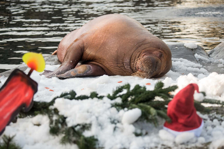 Ein Walross wälzt sich im weihnachtlich geschmückten Gehege im Schnee aus einer Schneemaschine.