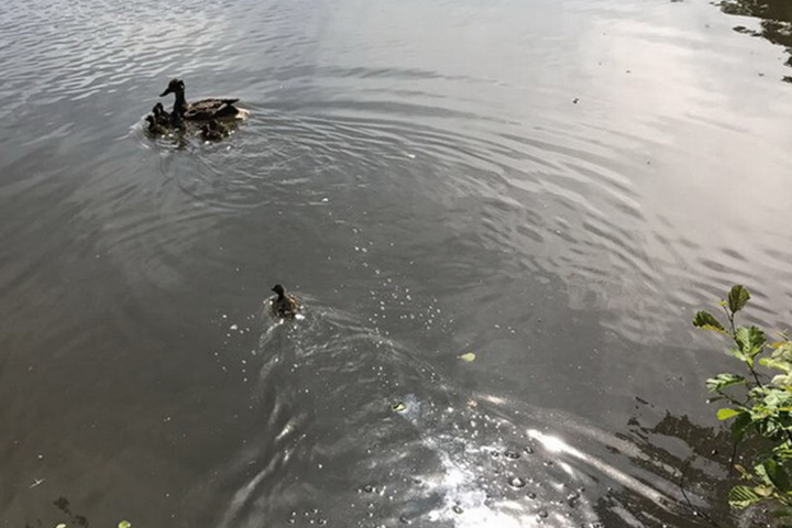 Nach ihrer Freilassung gingen die Enten eine runde Schwimmen.