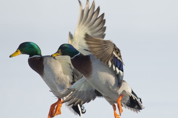 Die Hunde rissen Enten und einen Hahn. (Symbolbild)