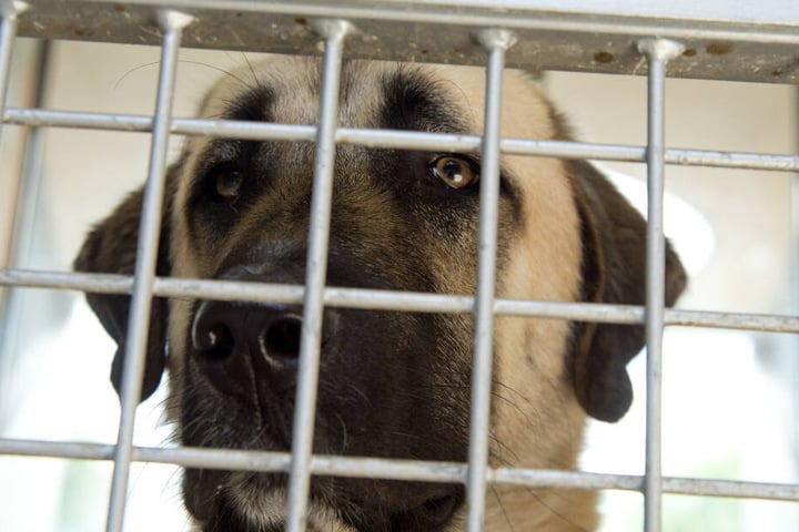 Ein Hund der Rasse Kangal in einem Käfig. (Symbolbild)