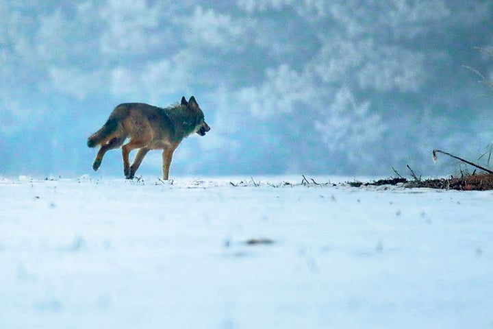 Wölfe sind in der Lausitz keine Seltenheit
mehr. Dem Menschen kommen
sie aber in der Regel nicht nahe.
Außer „Pumpak“, der sich zu sehr an
die Bevölkerung gewöhnt hat.