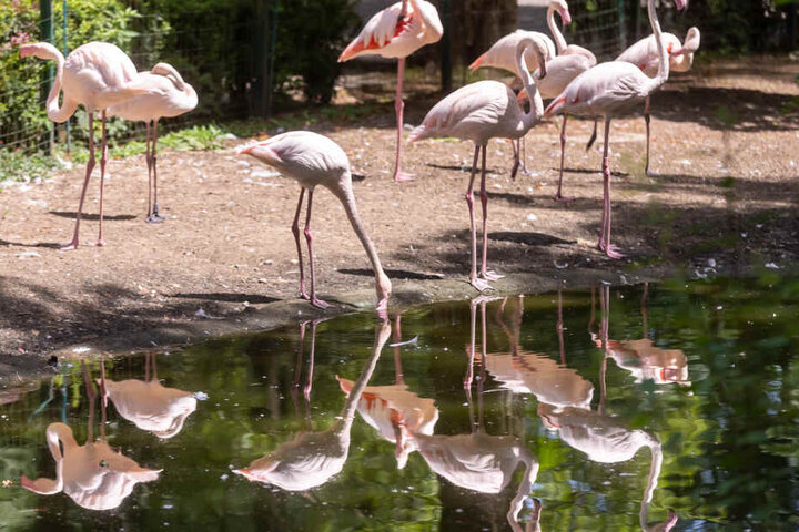 Pink mit Überzeugung: Bei Flamingos gesellen sich auch mal zwei Männchen zusammen. Am 19. und 20. Juli soll es Tierpark-Führungen zu "Homosexualität im Tierreich" geben.
