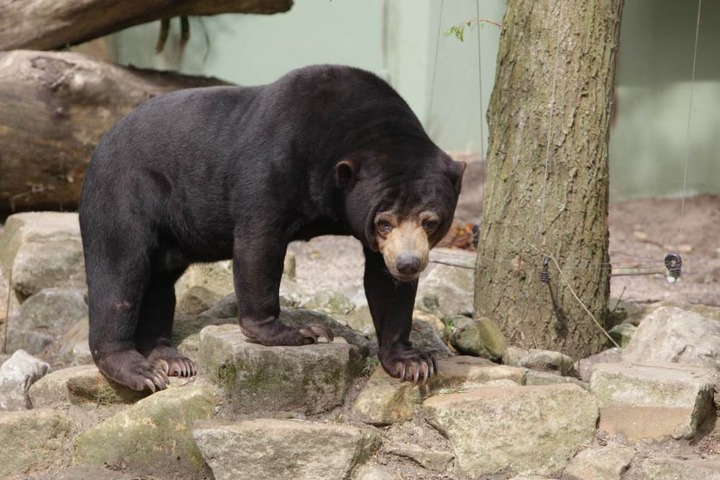 Ein Sonnenbär in einem deutschen Zoo.