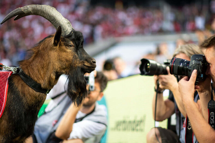 Der Geißbock ist seit dem Sommer das neue Maskottchen des 1. FC Köln und löste seinen langjährigen Vorgänger Hennes VIII. ab.