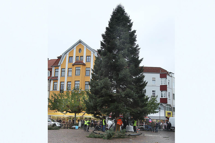 Der Aufwand hat sich gelohnt: Die Tanne steht.