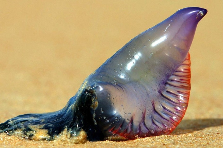 Eine Portugiesische Galeere. Die giftigen Fangfäden der Qualle können bis zu 30 Meter lang werden. Das Gift löst bei Berührung starke Schmerzen und Entzündungen aus.