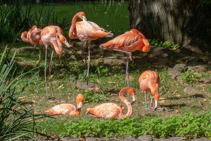 24 Kubaflamingos sind innerhalb des Kölner Zoos ungezogen.