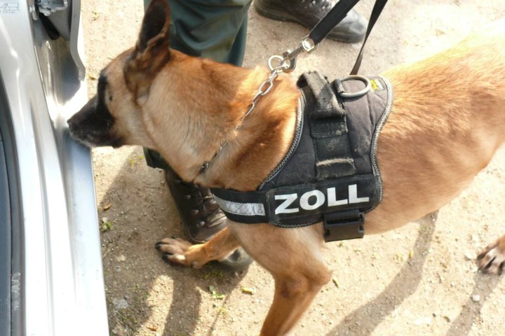 Zollspürhunde "Chin Chin" auf der Suche nach Drogen.