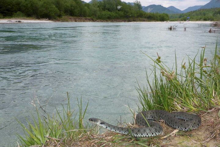 Eine Alpen-Barrenringelnatter (Natrix helvetica) an der oberen Isar nahe des Sylvenstein-Stausees. Die bisher in Deutschland unbekannte Schlange haben Forscher in der Alpenregion Bayerns entdeckt.