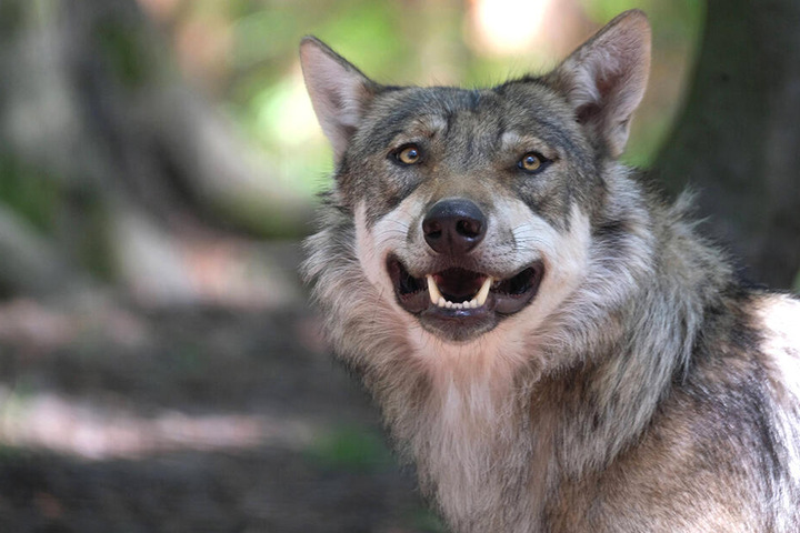 Der mutmaßliche Wolfsangriff fand in Siedlungsnähe statt.