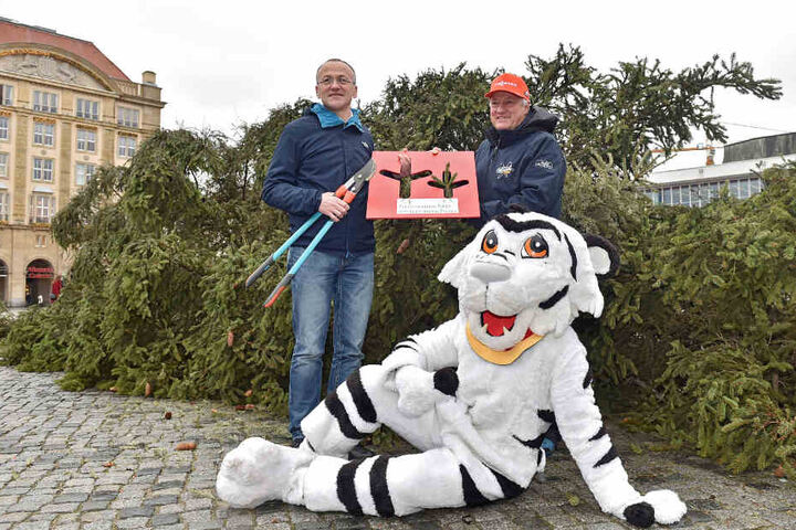 Der Striezelbaum kommt noch dem Skiweltcup zugute.