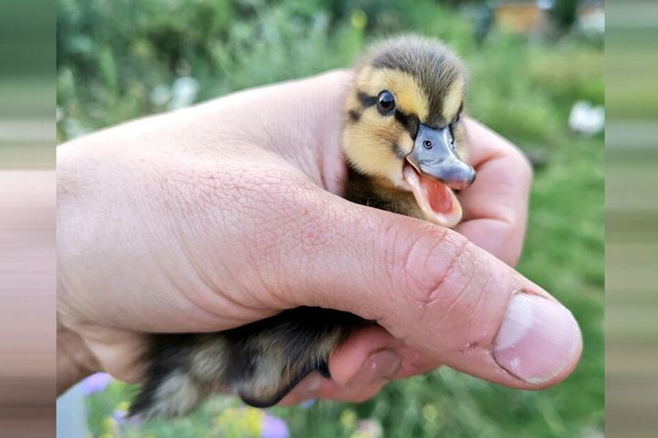 Das flauschige Wesen ist erst wenige Tage alt.