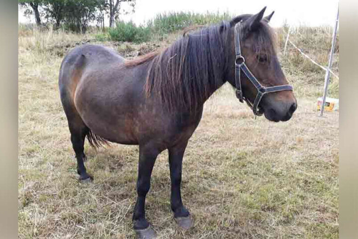 Um die kleine Falabella-Stute "Lizzy" gab es sogar juristischen Ärger.
