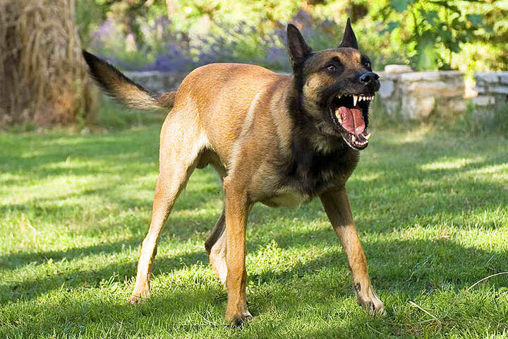 Nachdem er das Reh tötete, ging der Hund auf die Polizisten los. (Symbolbild)