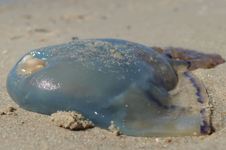 Eine tote Qualle am Strand (Symbolbild).