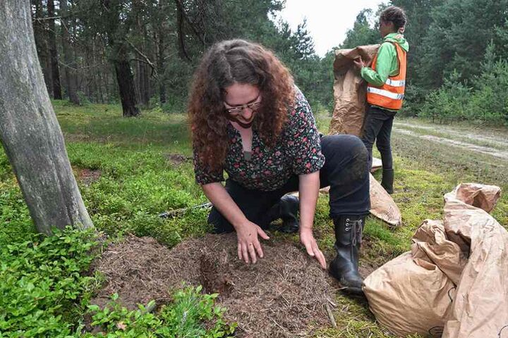 Handarbeit: Christina Gräz (42) kümmert sich mit bloßen Händen um den Ameisenhaufen.