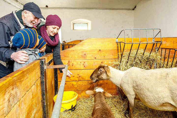 Im Weidegut Colmnitz können Besucher jetzt die "Kinderstube" von niedlichen Osterlämmern besuchen.