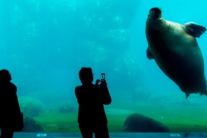 Besucher des Tierparks können den Walrosse beim Schwimmen durch eine Glasscheibe zusehen.