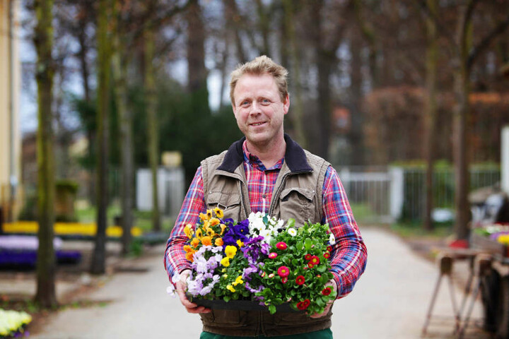 Herr der Blüten: Gartenmeister Thomas Riedel von Schloss Pillnitz pflanzt
derzeit mit seinen Kollegen Unmengen Primeln und Stiefmütterchen.