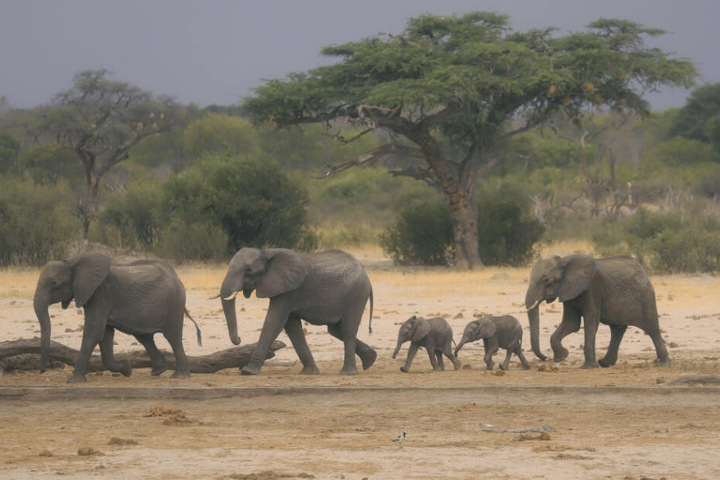 Eine Elefantenherde ist im Hwange-Nationalpark auf der Suche nach Wasser.