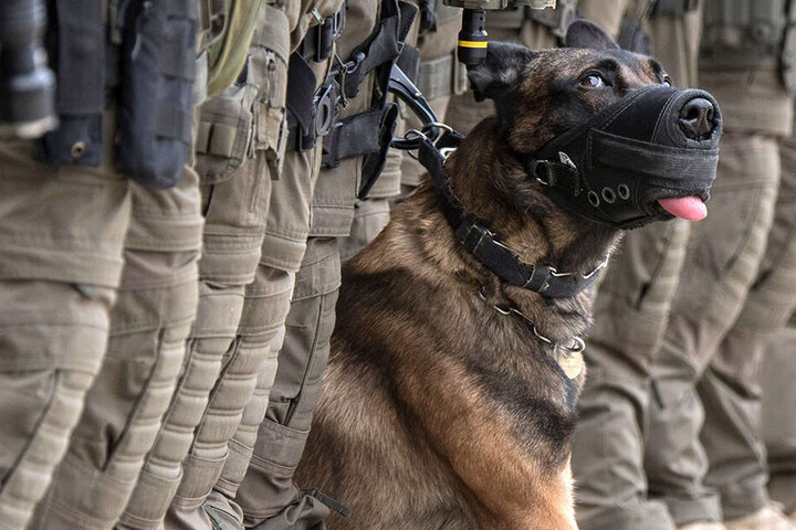 Polizeispürhunde hefteten sich an die Fährten des Täters und fanden ihn schließlich (Symbolbild).