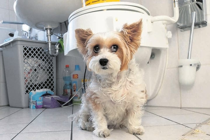 Hund Jackie (10) schlägt an, wenn er Ratten hört. Der gefüllte Eimer soll Ratten aufhalten, über den Klodeckel einzudringen.