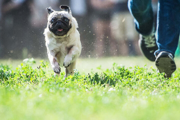 Beim Berliner Mopstreffen werden am Samstagnachmittag die schnellsten und langsamsten Tiere gekürt. (Symbolbild)