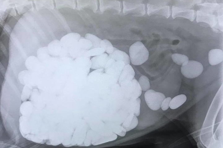 Steine eines Gewichts von 2,7 Kilogramm hatte ein Hund verschlungen.