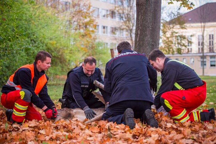 Gemeinsam fesselten die Feuerwehr und die Polizei das Tier, ließen es am Ende unverletzt wieder frei.