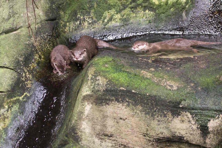 Die Otter genießen den warmen Pool in ihrer Anlage im Tropenhaus des Kölner Zoos.